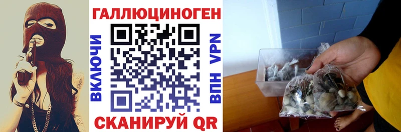 Купить где  Зубцов  Псилоцибиновые грибы Magic Shrooms 